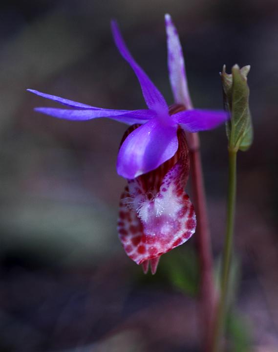 Calypso Orchid, Calypso bublosa.jpg